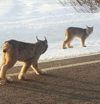 Lynx Hit The Slopes in Colorado